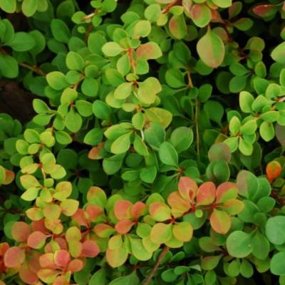 Барбарис Тунберга Грин Орнамент, С2 - Dolinasad.by