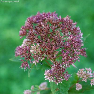 Посконник Литл Джо - Dolinasad.by