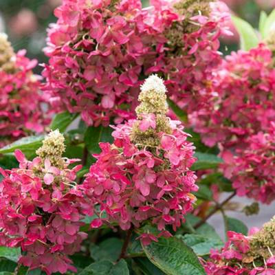 Гортензия метельчатая Мэджикал Везувио, С2 - Dolinasad.by