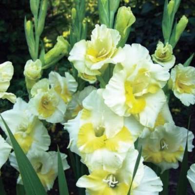 Гладиолус Багги - Dolinasad.by