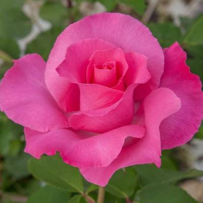 Роза Европа в горшке - Dolinasad.by