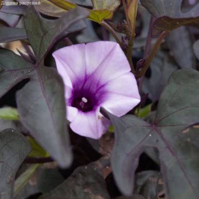 Ипомея кленовидная Флорамия Негро - Dolinasad.by