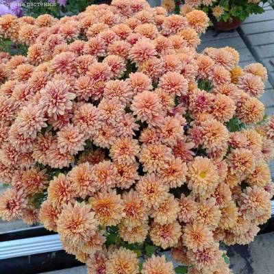 Хризантема мультифлора Персиковая - Dolinasad.by