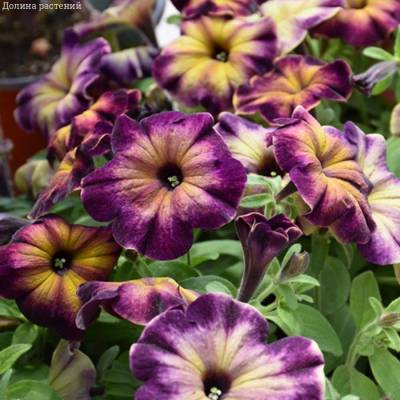 Петуния Крейзитаня Мунстрак - Dolinasad.by