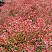 Барбарис Тунберга Оранж Дрим Барбарис Тунберга Оранж Дрим - Dolinasad.by