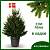 Живые новогодние ЕЛИ Abies в кадках (горшках) от 100 см до 1,4м. - Dolinasad.by