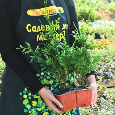 Туя складчатая Кан-Кан, С2 - Dolinasad.by