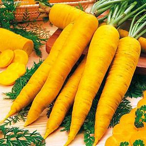 Морковь Мармелад желтый автор. Н17 фото