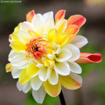 Георгина Дабл Джилл - Dolinasad.by