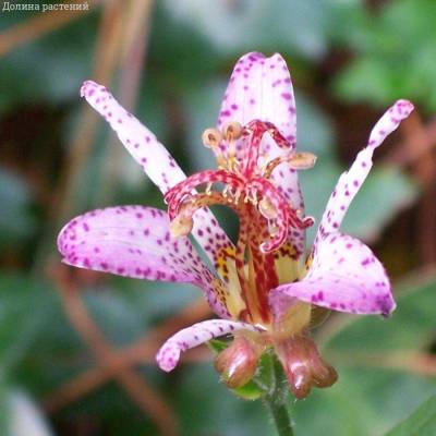 Трициртис формозский столонифера - Dolinasad.by