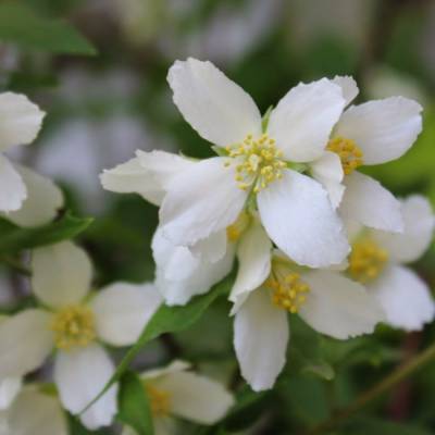 Чубушник Силберреген, С3 - Dolinasad.by