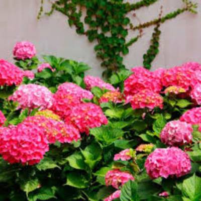 Гортензия крупнолистная Джип Пинк - Dolinasad.by