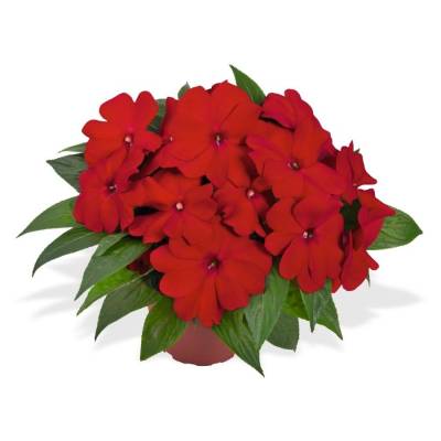 Бальзамин новогвинейский Магнум Дарк Ред - Dolinasad.by