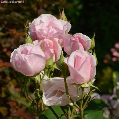 Роза Пинк пилар - Dolinasad.by