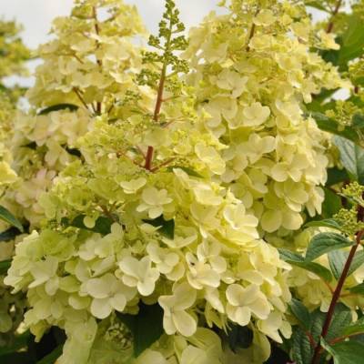 Гортензия метельчатая Канделайт на штамбе - Dolinasad.by