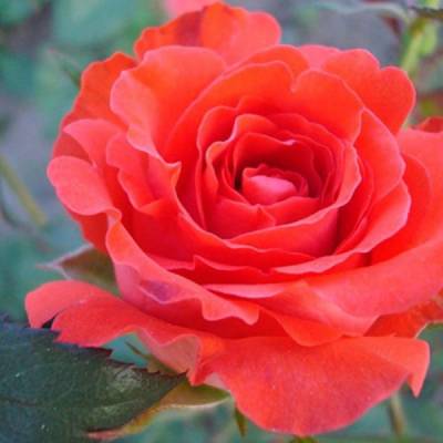 Роза Джелика в горшке - Dolinasad.by