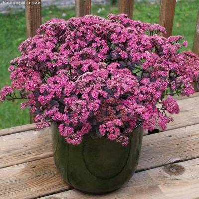 Очиток видный Седакшн Роуз Суаре - Dolinasad.by