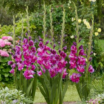 Гладиолус Фиолетовое искусство - Dolinasad.by