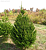 ЕЛЬ Abies срезанная 100-125см фото
