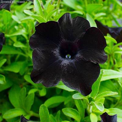 Петуния Патиа Блэк то Блэк - Dolinasad.by