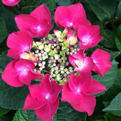 Гортензия крупнолистная Фрисби Хот Пинк, С2 - Dolinasad.by