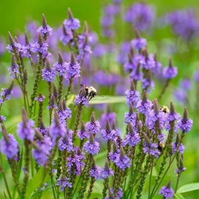 Вербена копьевидная Блю Спайрс - Dolinasad.by