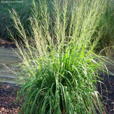 Молиния тростниковая Транспарент - Dolinasad.by