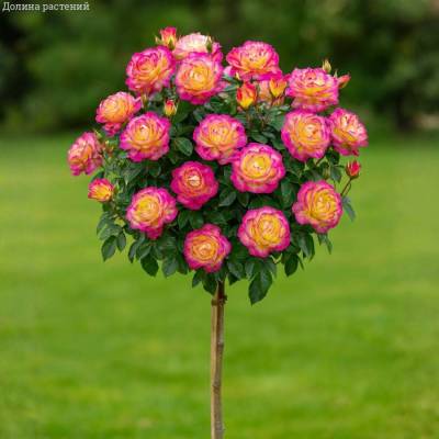 Роза штамбовая Рэинбов Сорбет - Dolinasad.by