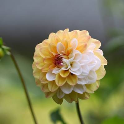 Георгина Дабл Джилл - Dolinasad.by