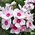 Флокс метельчатый Юник Тренди - Dolinasad.by