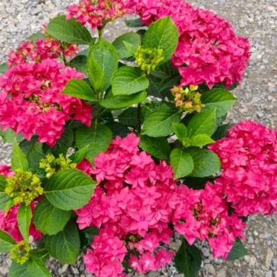 Гортензия крупнолистная Фрэнси Хот Пинк - Dolinasad.by