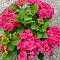 Гортензия крупнолистная Фрэнси Хот Пинк - Dolinasad.by