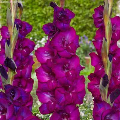 Гладиолус Некст Левел - Dolinasad.by