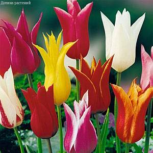 Набор 18 тюльпанов лилиецветных фото