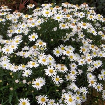 Астра кустарниковая Шнеекисен Астра кустарниковая Шнеекисен - Dolinasad.by