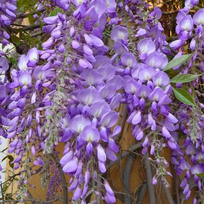 Глициния китайская, С3 - Dolinasad.by