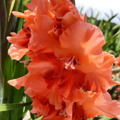 Гладиолус Корал Краш - Dolinasad.by