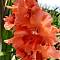 Гладиолус Корал Краш - Dolinasad.by