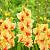 Гладиолус Сафари фото