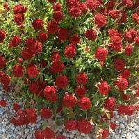 Роза Ред Каскад - Dolinasad.by