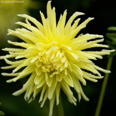 Георгина Еллоу Стар - Dolinasad.by