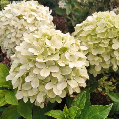 Гортензия метельчатая Литл Пассион, С3 - Dolinasad.by