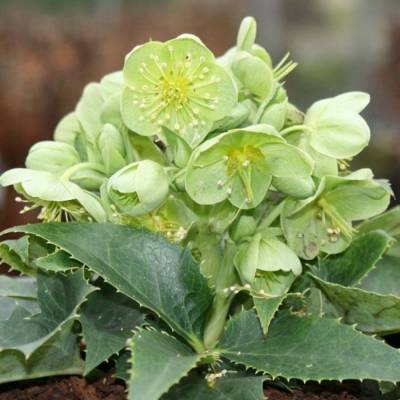 Морозник Грин Дварф Морозник Грин Дварф - Dolinasad.by