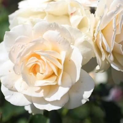 Роза штамбовая Эдельвейс - Dolinasad.by