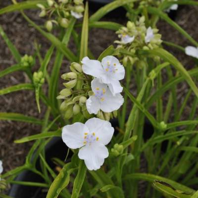 Традесканция андерсона Литл Вайт Долл - Dolinasad.by