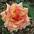 Роза Сальвадор в горшке - Dolinasad.by