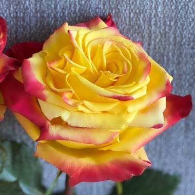 Роза Йеллоу Магия - Dolinasad.by