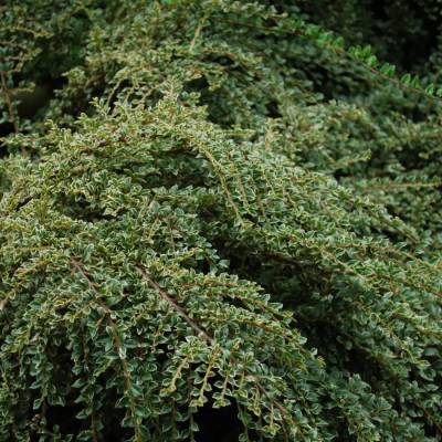 Кизильник горизонтальный, С3 - Dolinasad.by