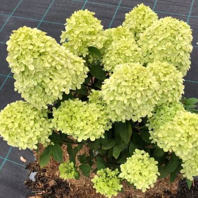 Гортензия метельчатая Литл Пассион, С3 - Dolinasad.by