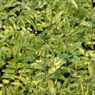 Кровохлебка лекарственная Лемон Сплэш - Dolinasad.by